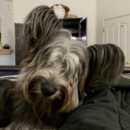 Skye Terrier Puppies from Solana Skye Terriers, Reg.