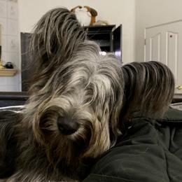 Skye Terrier Puppies from Solana Skye Terriers, Reg.