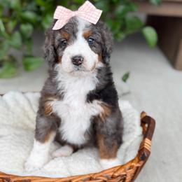 Carolina - Blue merle female Bernedoodle puppy in Pittsburgh, Pennsylvania from WestPenn Doodles LLC