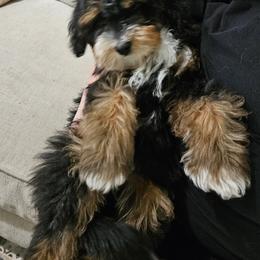 Boy 3 - Tri-color male Bernedoodle puppy in Schertz, Texas from Kat's Teddydoodles