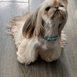 Shih Tzu Puppies from LaDawn’s Little Lions