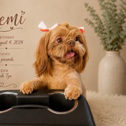Remi - Shih Tzu