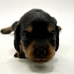 Lady 3 - Russian Lines- AKC - Black and tan female Dachshund puppy in Bartlesville, Oklahoma from OkieDokieDox