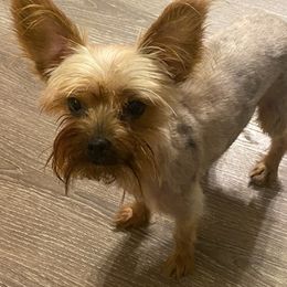 Yorkshire Terriers from Heather’s Yorkies