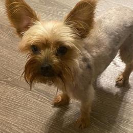 Yorkshire Terriers from Heather’s Yorkies