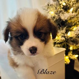 Blaze - Sable male Pembroke Welsh Corgi puppy in Cashion, Oklahoma from Shabby Chic Corgis