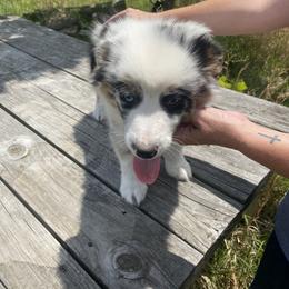 Miniature Australian Shepherd Puppies from Circle D Miniature Australian Shepherds