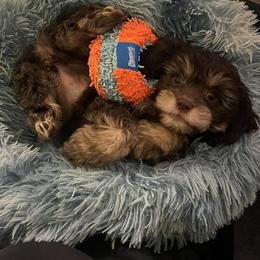 Cavapoo Puppies from WW Cavapoos