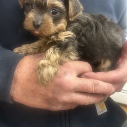 Shadow - Black and tan male Yorkipoo puppy in West Warwick, Rhode Island from Robyn’s Nest