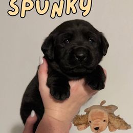 Spunky - Black male Labrador Retriever puppy in Water Valley, Mississippi from Three Lakes Labs & WHDs