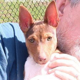 Brandi - White, chocolate and tan Rat Terrier puppy in Shelbyville, Tennessee from Gems Rat Terriers