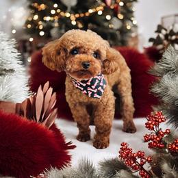 Sparky - Poodle