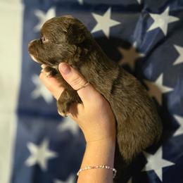 Grace - Red & white female Miniature Australian Shepherd puppy in Arlington, Texas from CopperHead Aussies