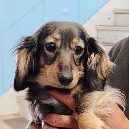 Silly Lily - Sable female Dachshund puppy in Windom, Minnesota from Wyrmhund Dachshunds