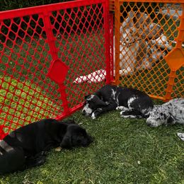 Great Dane Puppies from Denver Danes