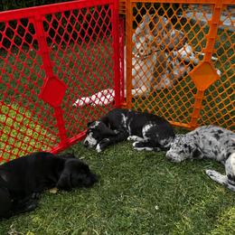 Great Dane Puppies from Denver Danes