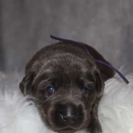 Purple collar - Charcoal female Dilute Retriever puppy in Suffolk County, New York from South Shore Labradors