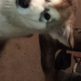 Alaskan Malamute All Grown Up from Tarnish Malamutes