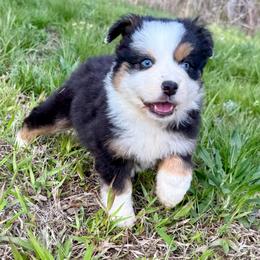 Maggy - Black tri female Miniature Australian Shepherd puppy in Michie, Tennessee from Acton Aussies