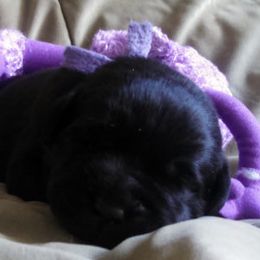 Labrador Retriever Puppies from Lorlyn Labradors