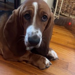 Roscoe - Basset Hound
