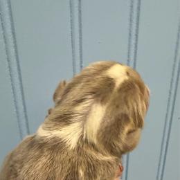 Nyla - Lilac tri-color female Bulldog puppy in Cumming, Georgia from Happy Place Kennels