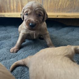 Boy 3 - male Golden Retriever puppy in Mesick, Michigan from Wright Up North