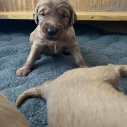 Boy 3 - male Golden Retriever puppy in Mesick, Michigan from Wright Up North