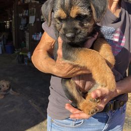 Border Terrier Puppies from Jessica’s Border Terriers