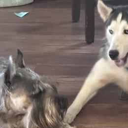 Companion Crosses and Working Dog Crosses from Amazing Standard Schnauzers