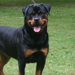 Dachshunds and Rottweilers from Braeside