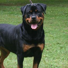 Dachshunds and Rottweilers from Braeside