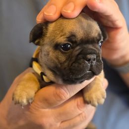 Girl 5 - Fawn female French Bulldog puppy in Solway, Minnesota from PcFrenchies