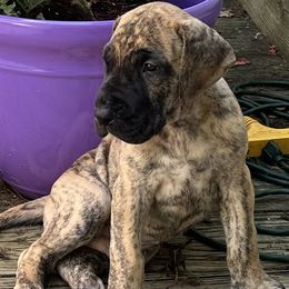 Great Dane puppies from Wil-Tor Great Danes