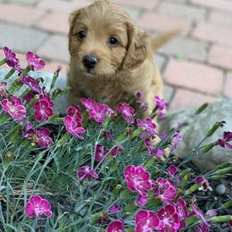 Bernedoodle, Goldendoodle, and Aussiedoodle Puppies from Lakeside Doodles