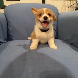 Boy 1 - Red male Pembroke Welsh Corgi puppy in Waxahachie, Texas from 4G Farms Corgi’s