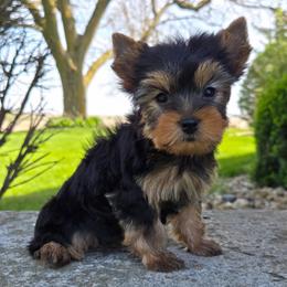CoCo - Blue and gold male Yorkshire Terrier puppy in Monticello, Iowa from Ashley’s Puppies