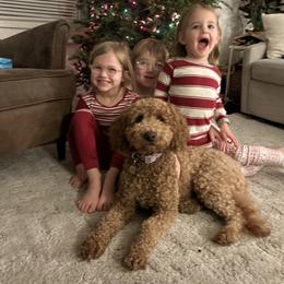 Goldendoodle All Grown Up from Fountain Valley Doodles