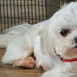 Avery - Maltese