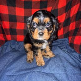 Romeo - Black and tan male Cavalier King Charles Spaniel puppy in Broken Arrow, Oklahoma from Cavalier King Charles Heartland