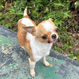 Sarah - Fawn and white female Chihuahua puppy in El Sobrante, California from Dolce Coco Chihuahuas