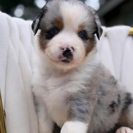 Swiss - Blue merle male Australian Shepherd puppy in Polk City, Florida from Skaky Shepherds