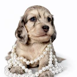Fable - Cream female Dachshund puppy in Clever, Missouri from Autumn Breeze Dachshunds