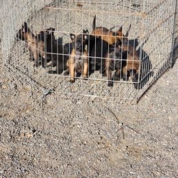 Belgian Malinois Puppies from Keith's Belgian Malinois