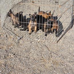 Belgian Malinois Puppies from Keith's Belgian Malinois