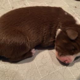 Red Bi - Red & white male Australian Shepherd puppy in Ennis, Montana from D4R Australian Shepherds