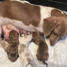 Dachshund puppies from Crystal’s Miniature Dachshunds