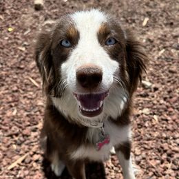 Dolly - Miniature Australian Shepherd