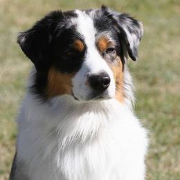 Australian Shepherds from No Boundaries Aussies