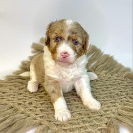 Skye - Red merle female Assorted Doodle Crosses puppy in Waco, Georgia from Huff Family Doxies & Doodles